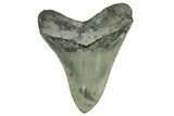 Serrated, Fossil Megalodon Tooth - North Carolina #378010-2